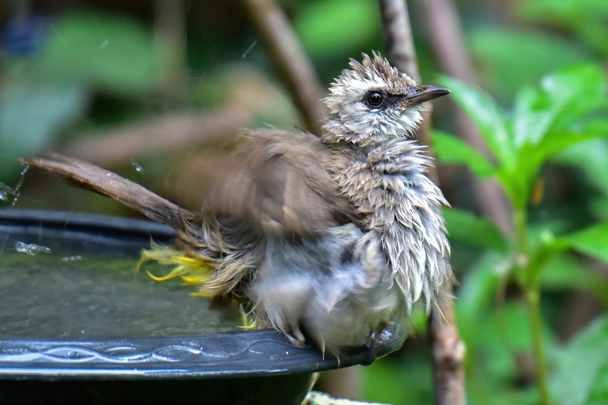 Yellow-vented Bulbul - ML641003727