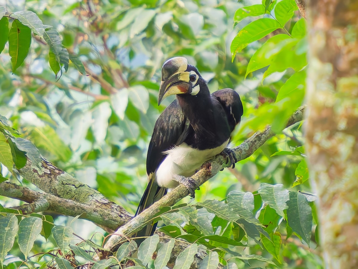 Oriental Pied-Hornbill - ML641003748