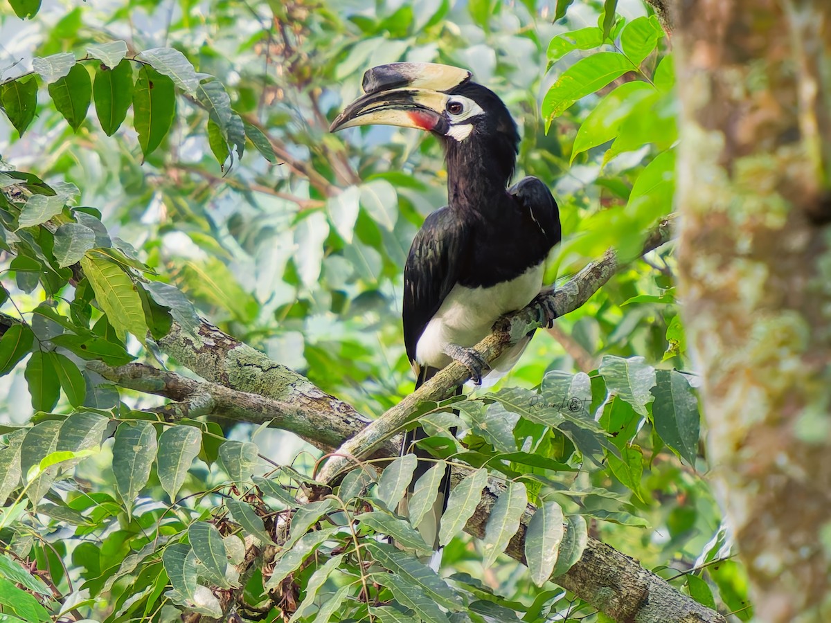 Oriental Pied-Hornbill - ML641003755