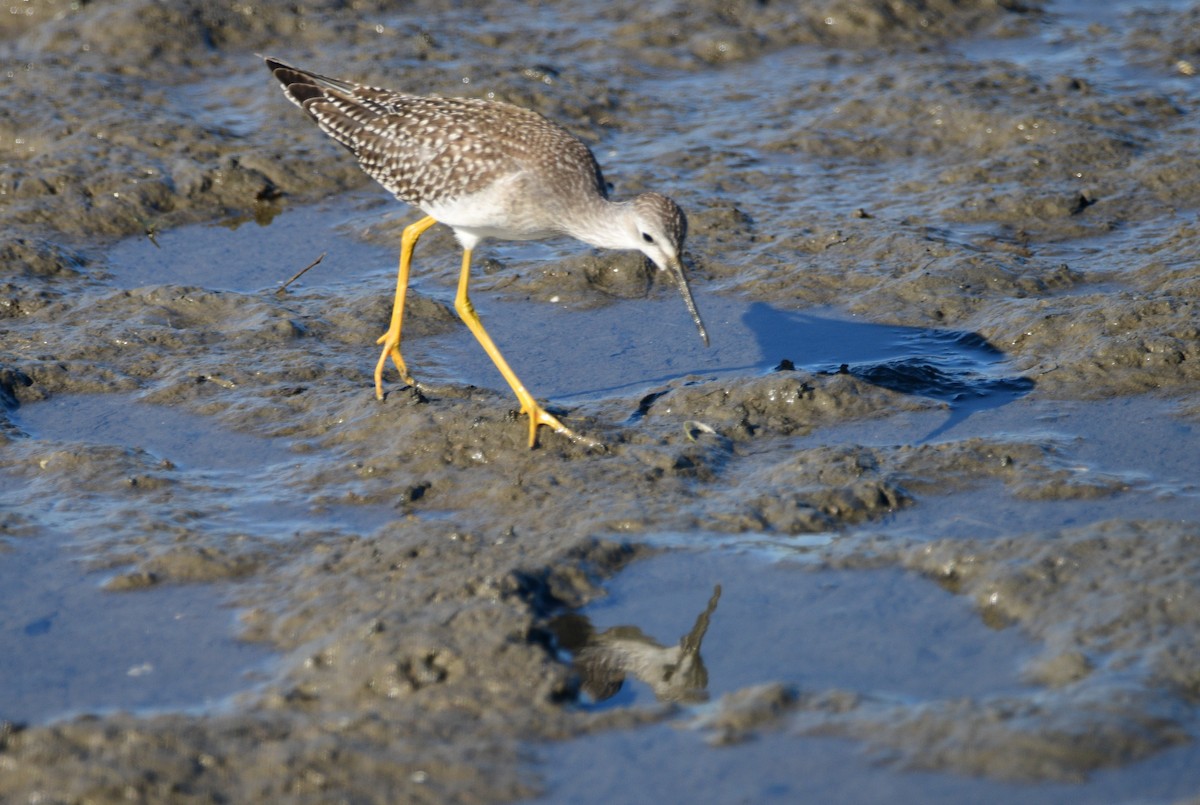 vodouš žlutonohý - ML641003763