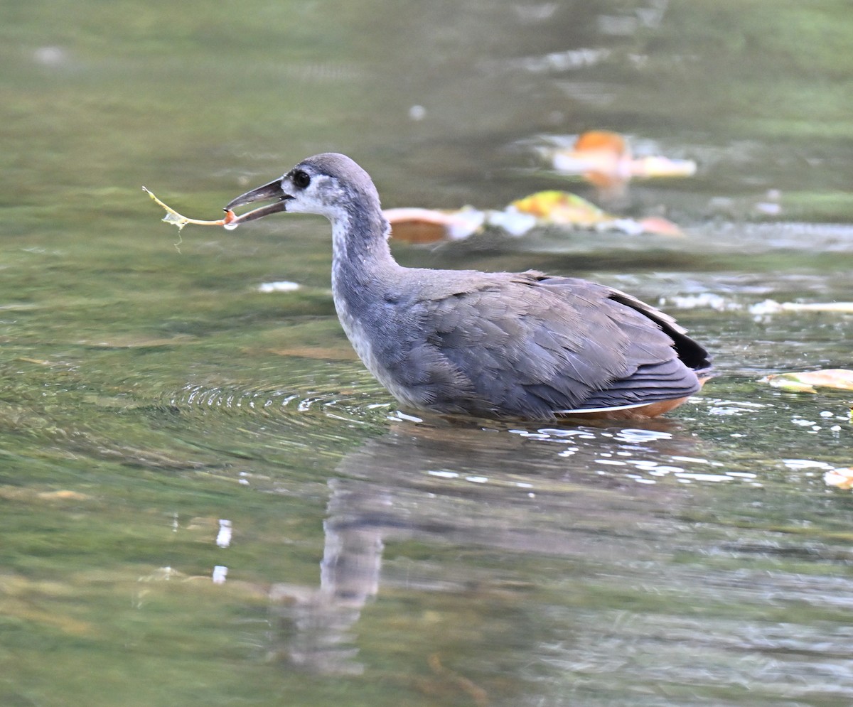 White-breasted Waterhen - ML641003783