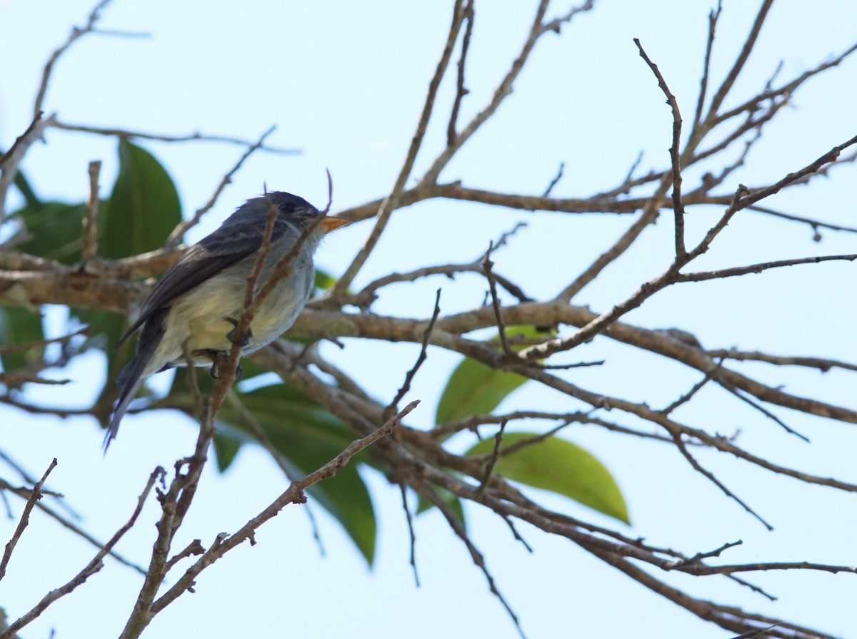 Southern Tropical Pewee - ML641003932