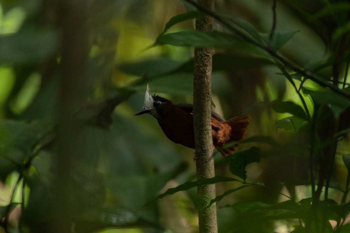 White-plumed Antbird - ML641003944