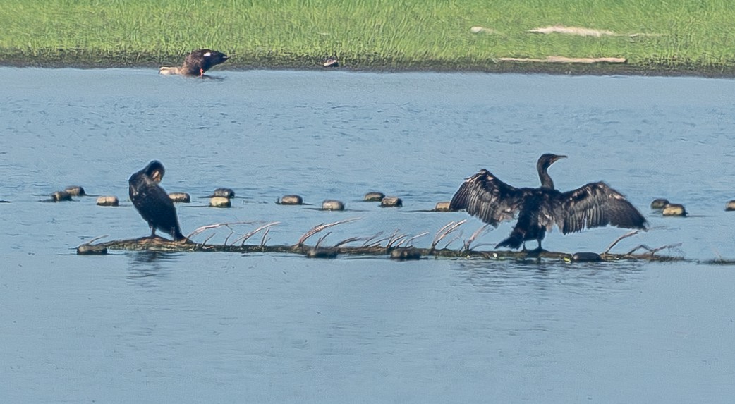 Great Cormorant - ML641003958