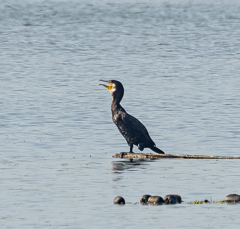 Great Cormorant - ML641003959