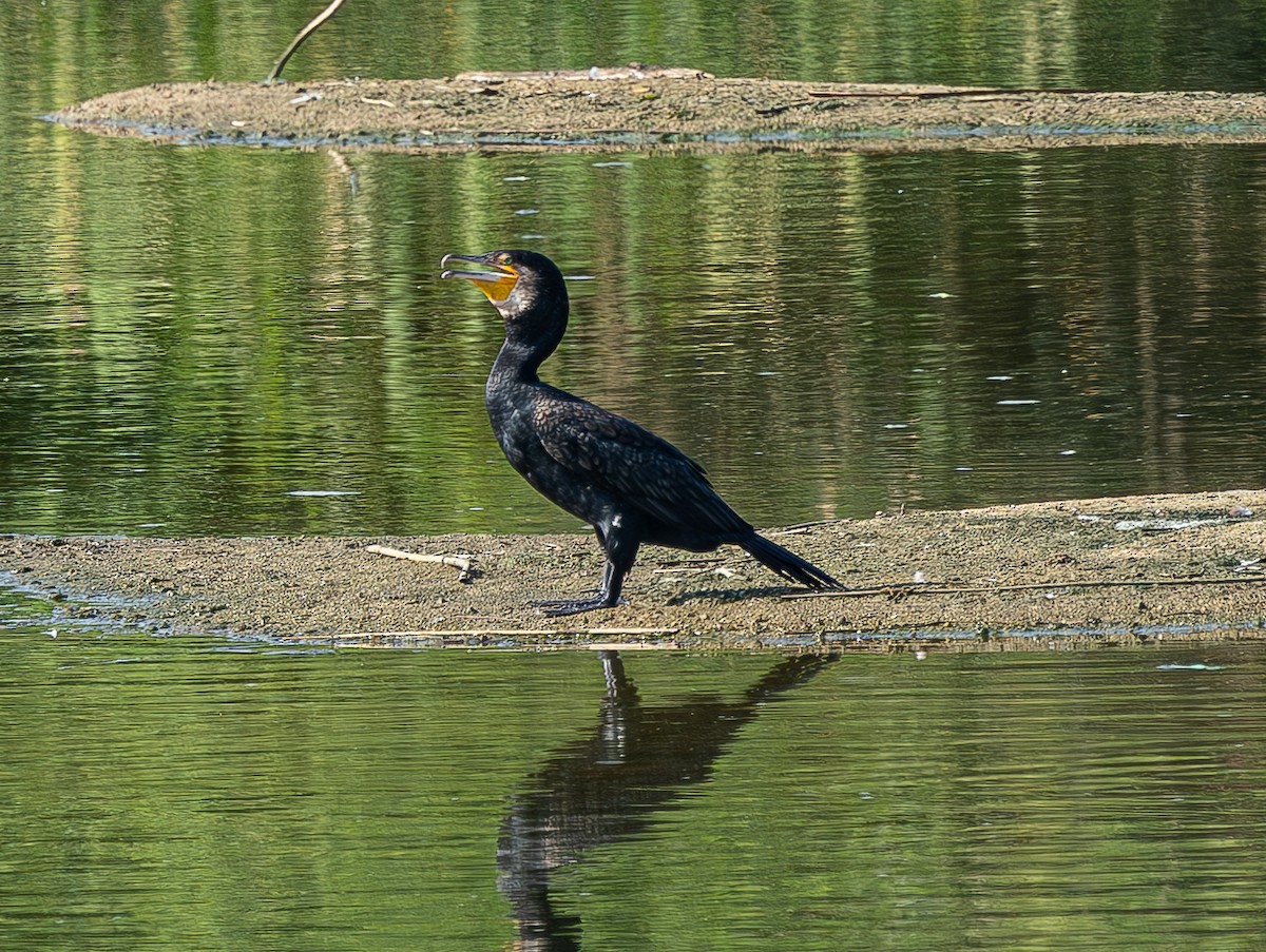 Great Cormorant - ML641003961