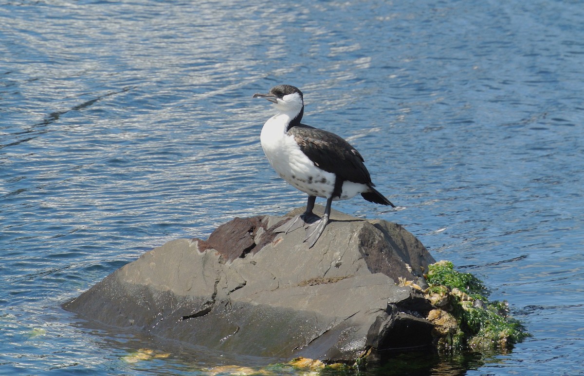 Black-faced Cormorant - ML641004044