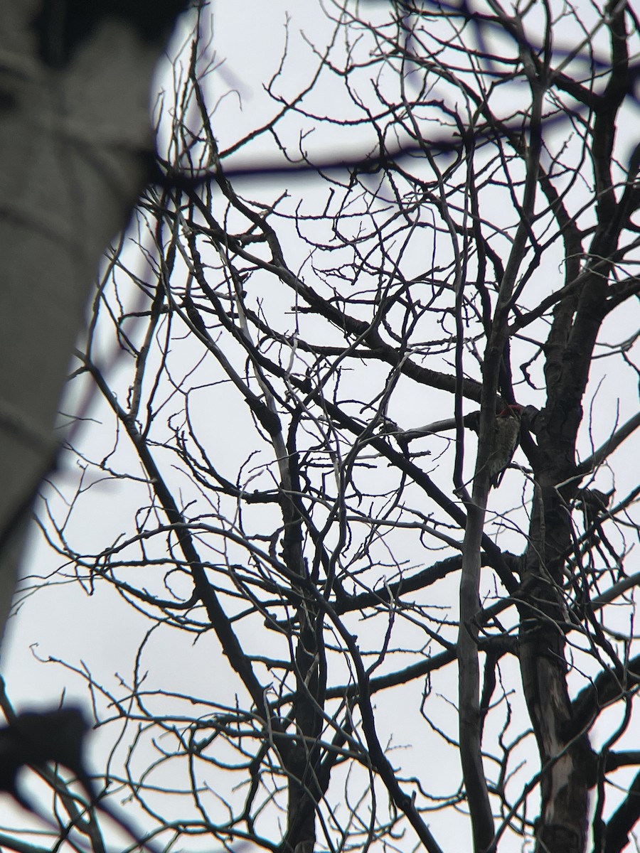 Red-naped Sapsucker - ML641004099