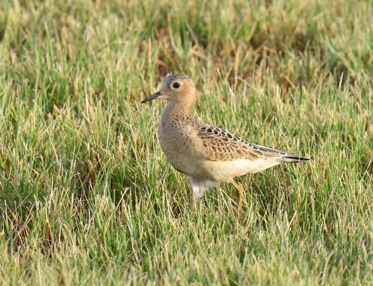 Buff-breasted Sandpiper - ML641004142