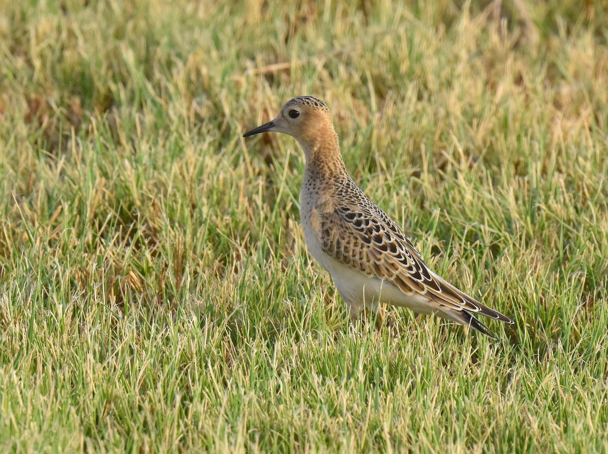 Buff-breasted Sandpiper - ML641004143