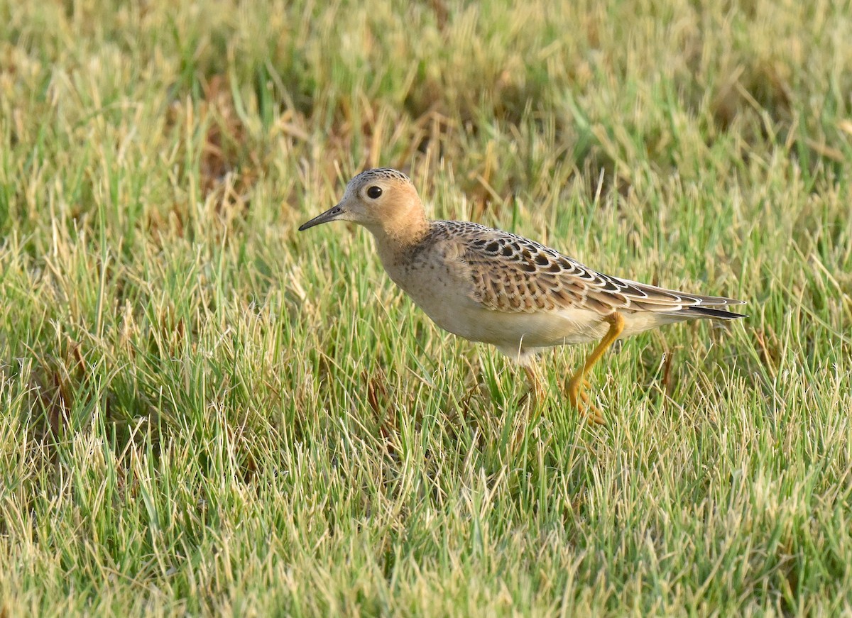 Buff-breasted Sandpiper - ML641004144