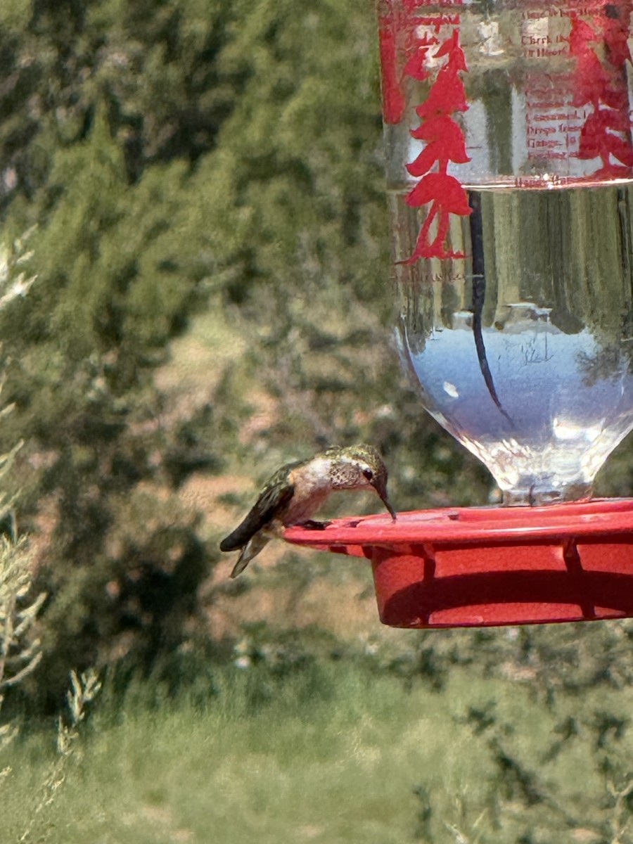 Rufous Hummingbird - ML641004150