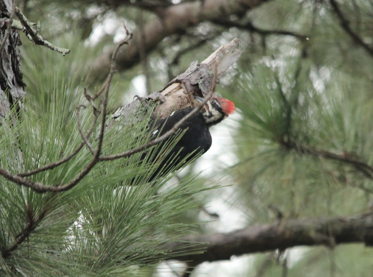 Pileated Woodpecker - ML641004151