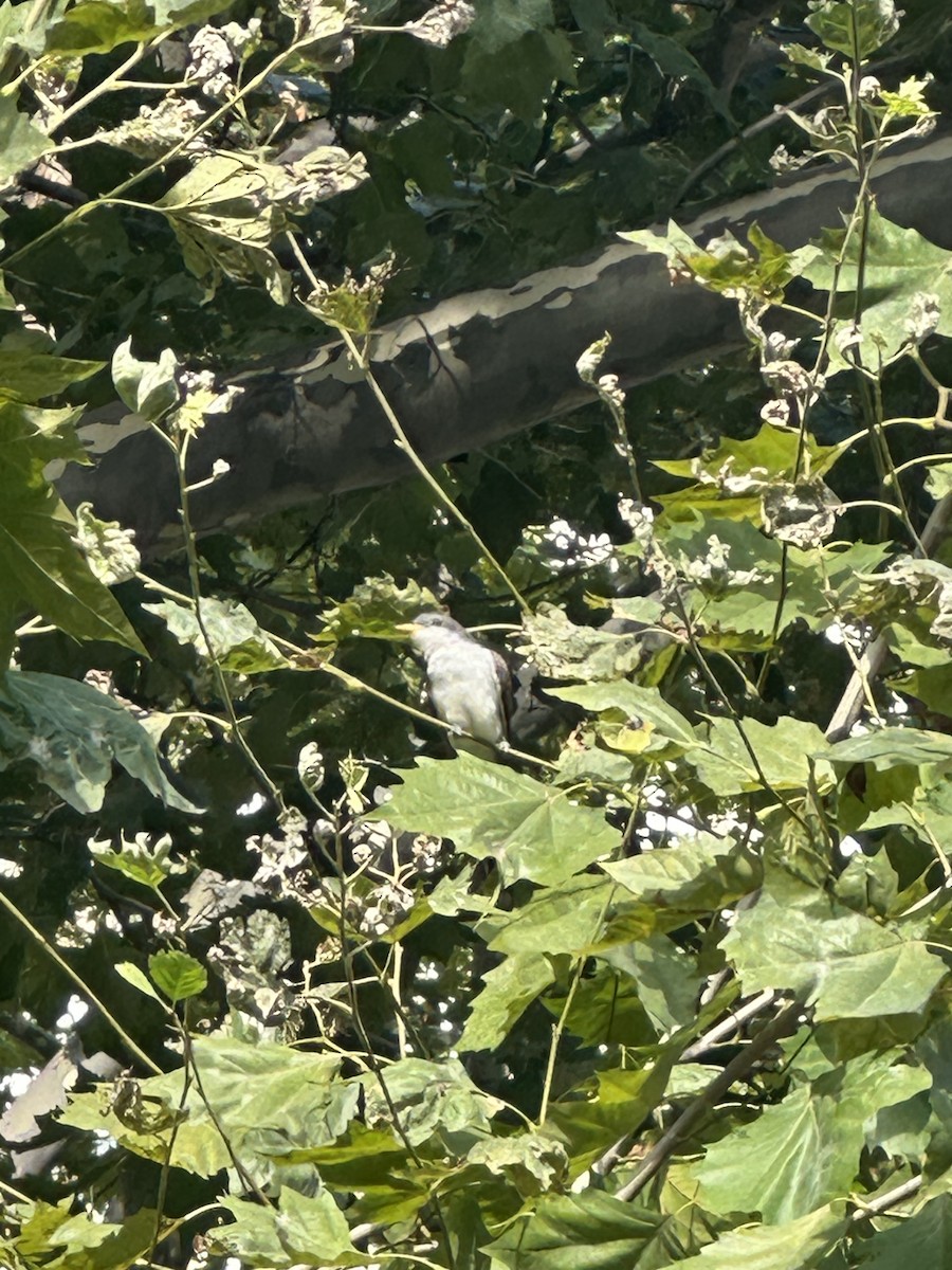 Yellow-billed Cuckoo - ML641004271