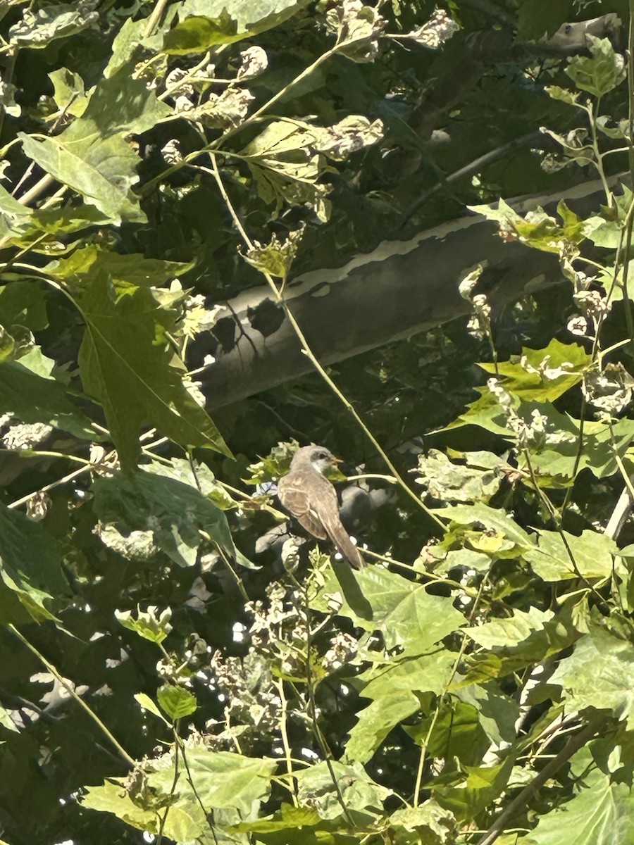 Yellow-billed Cuckoo - ML641004272