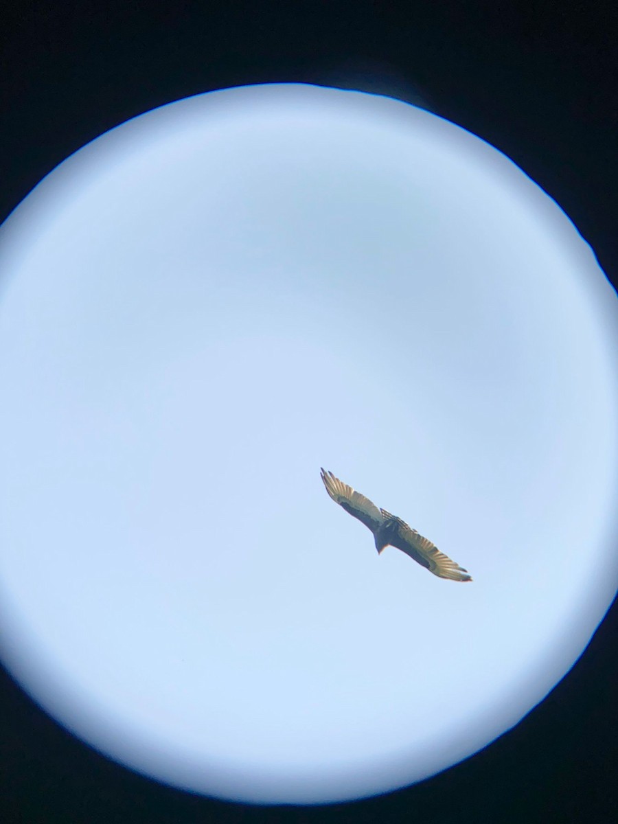 Brown Snake-Eagle - ML641004281