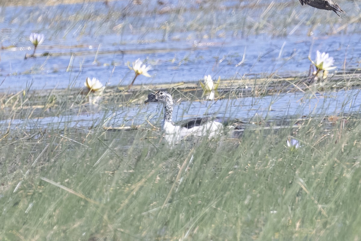 Knob-billed Duck - ML641004323