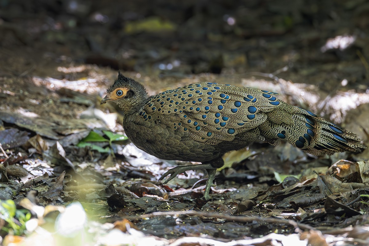 Malayan Peacock-Pheasant - ML641004336