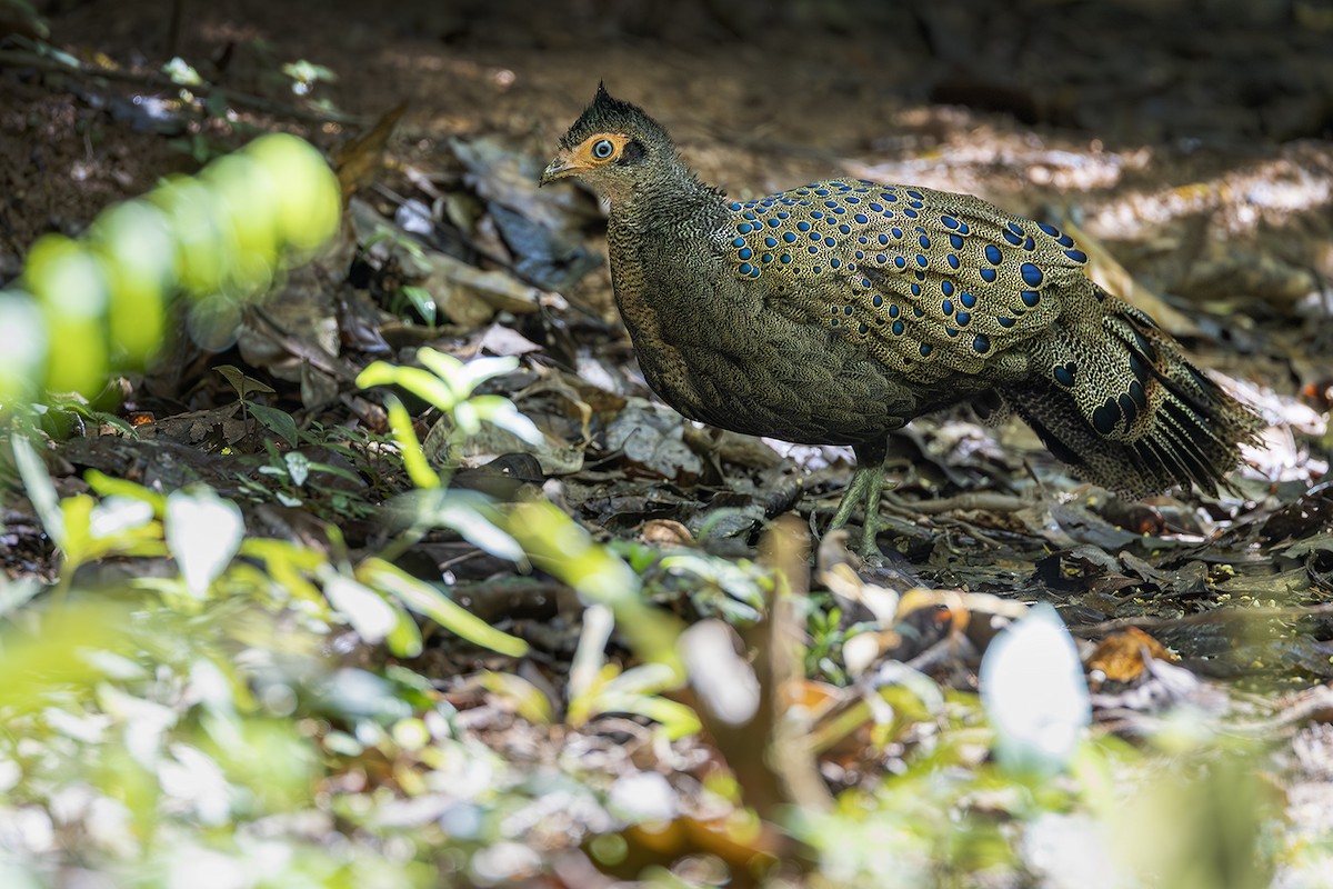 Malayan Peacock-Pheasant - ML641004337