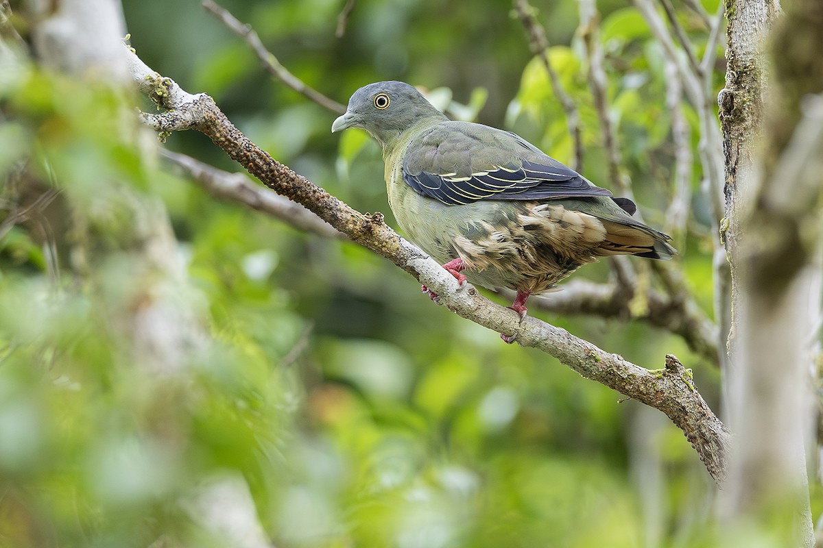 Little Green-Pigeon - ML641004345