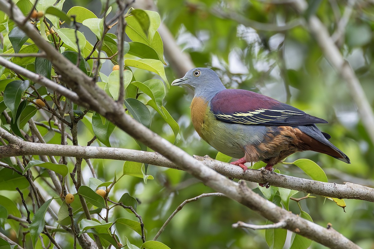 Little Green-Pigeon - ML641004346