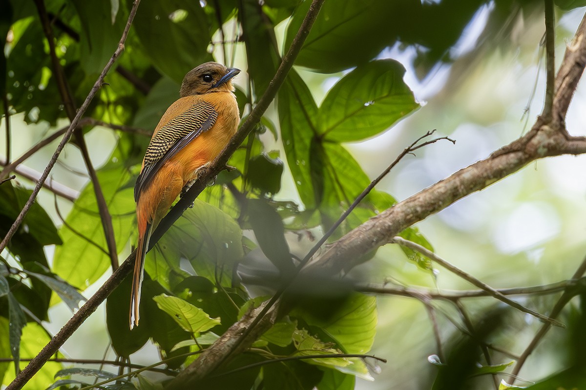 Rotbürzeltrogon - ML641004347