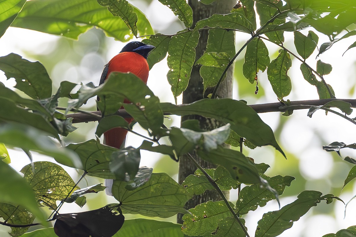 Rotbürzeltrogon - ML641004348