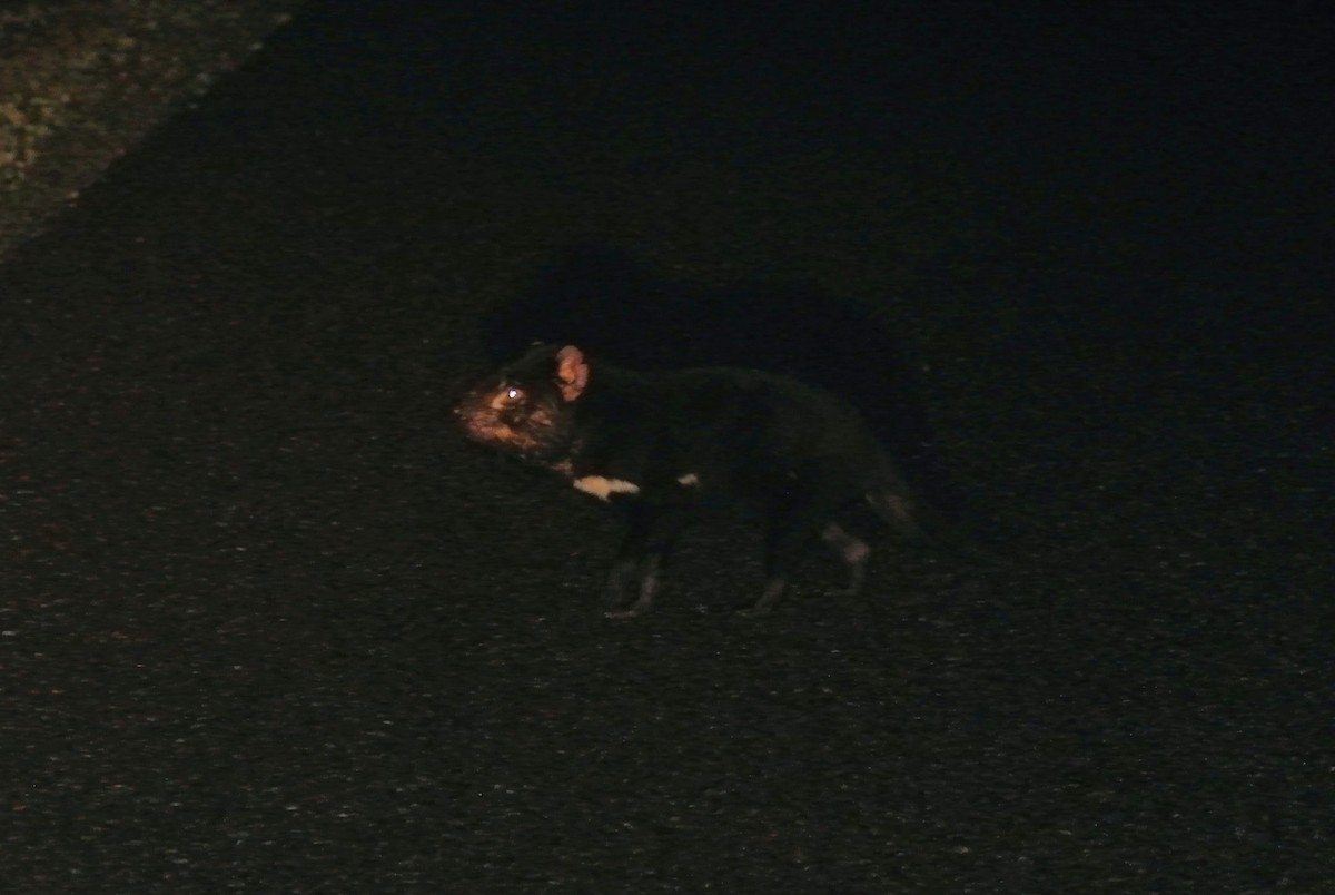 Tasmanian Devil - Michael Hoit