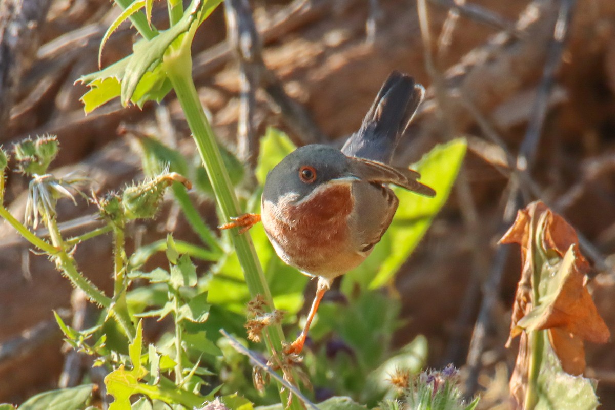 Eastern Subalpine Warbler - ML641004400