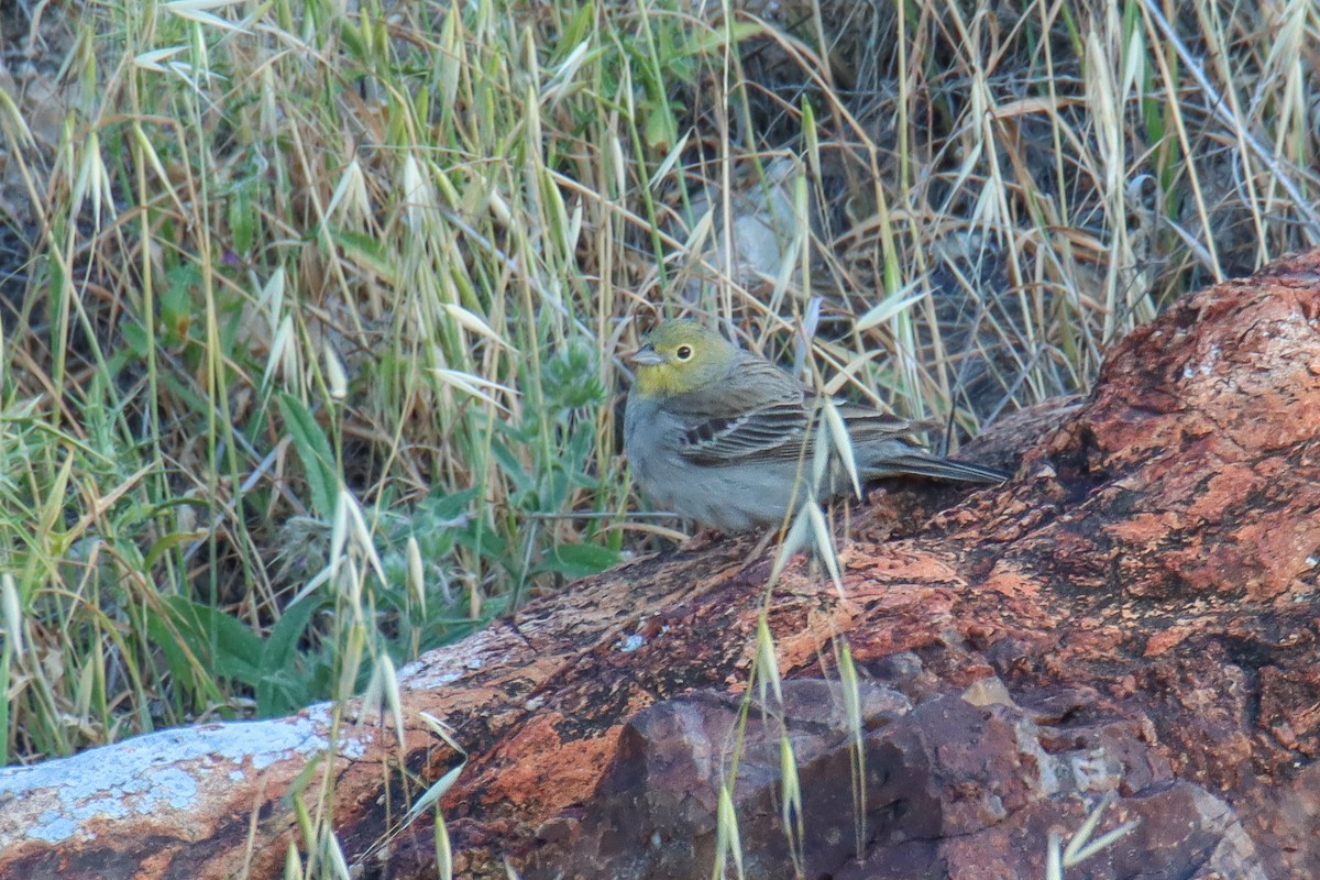 Cinereous Bunting - ML641004403