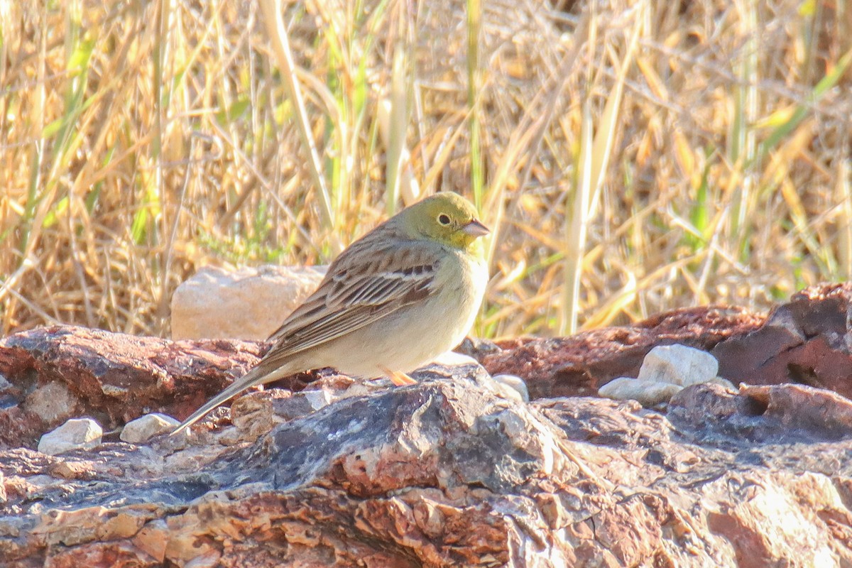 Cinereous Bunting - ML641004413