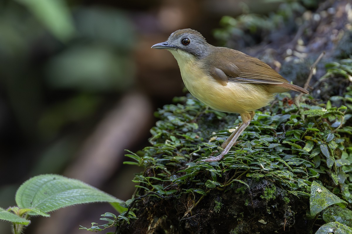 Short-tailed Babbler - ML641004417