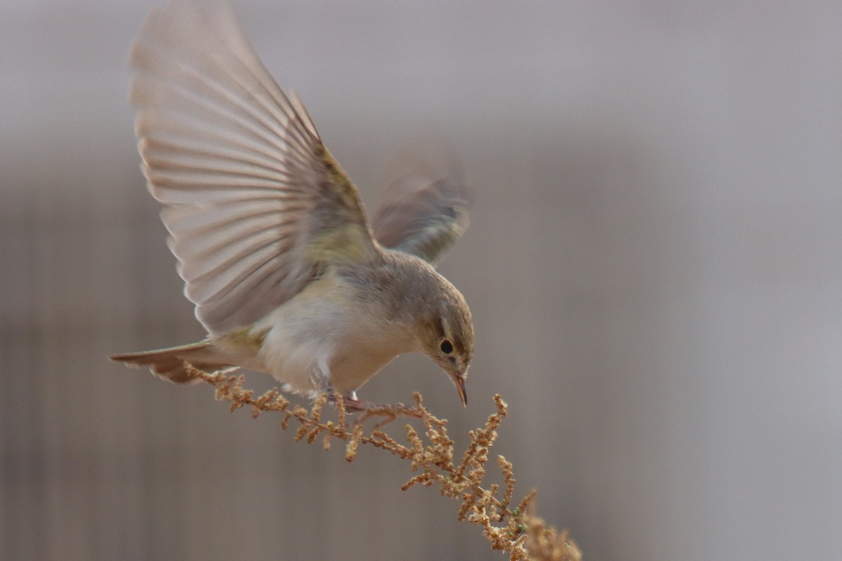 Eastern Bonelli's Warbler - ML641004423