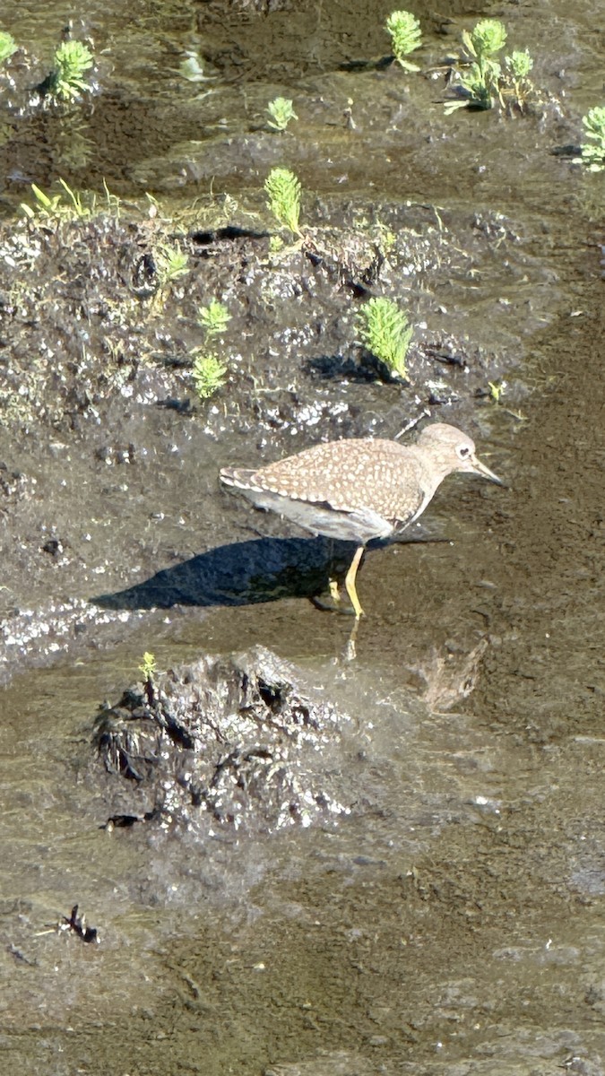 Solitary Sandpiper - ML641004449