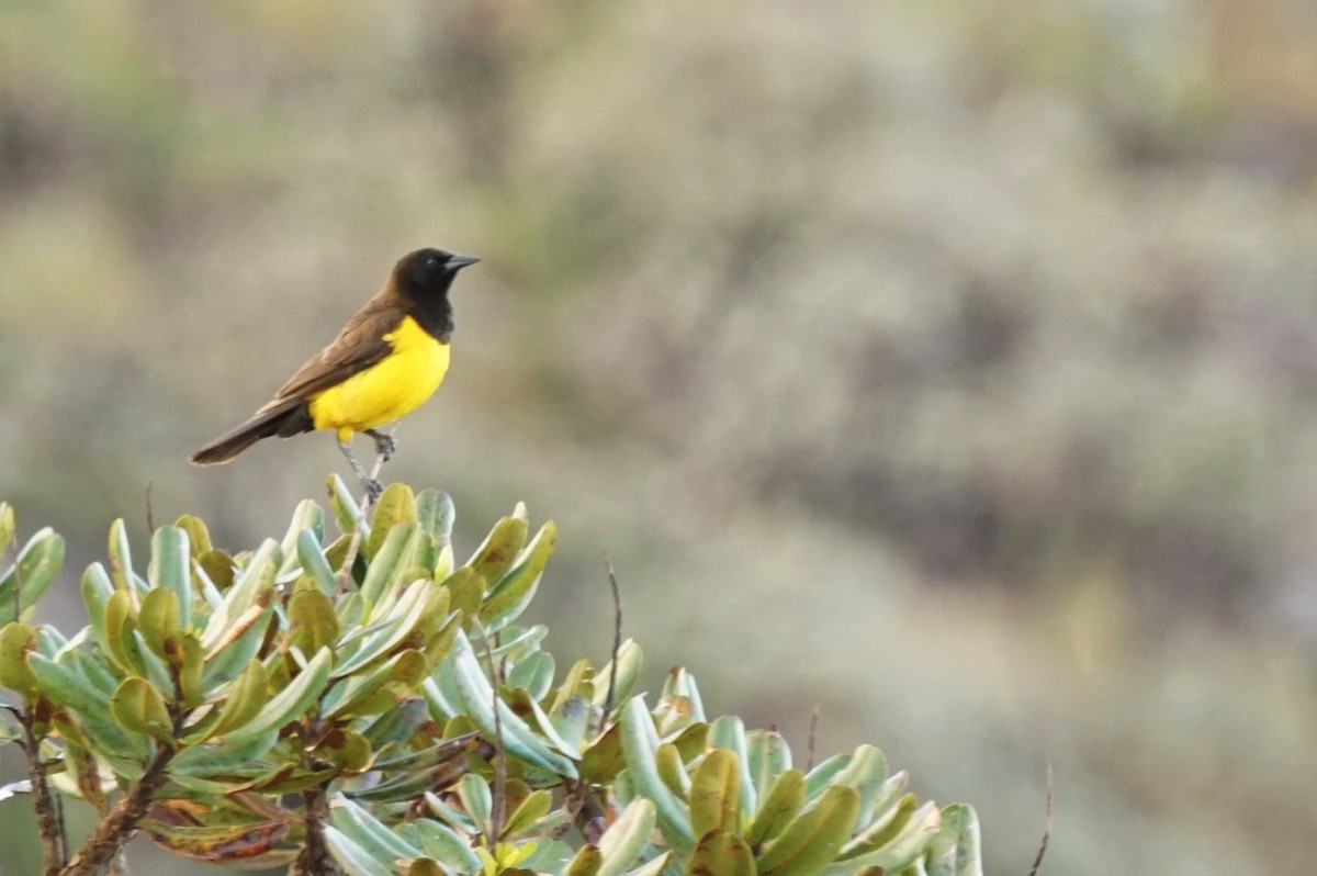 Yellow-rumped Marshbird - ML641004451