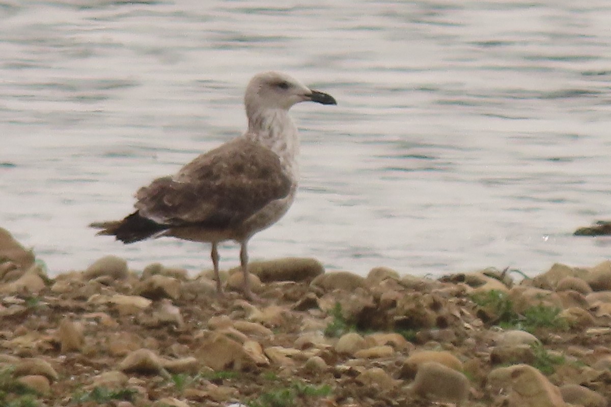 Caspian Gull - ML641004471