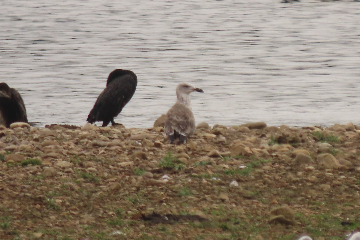 Caspian Gull - ML641004472