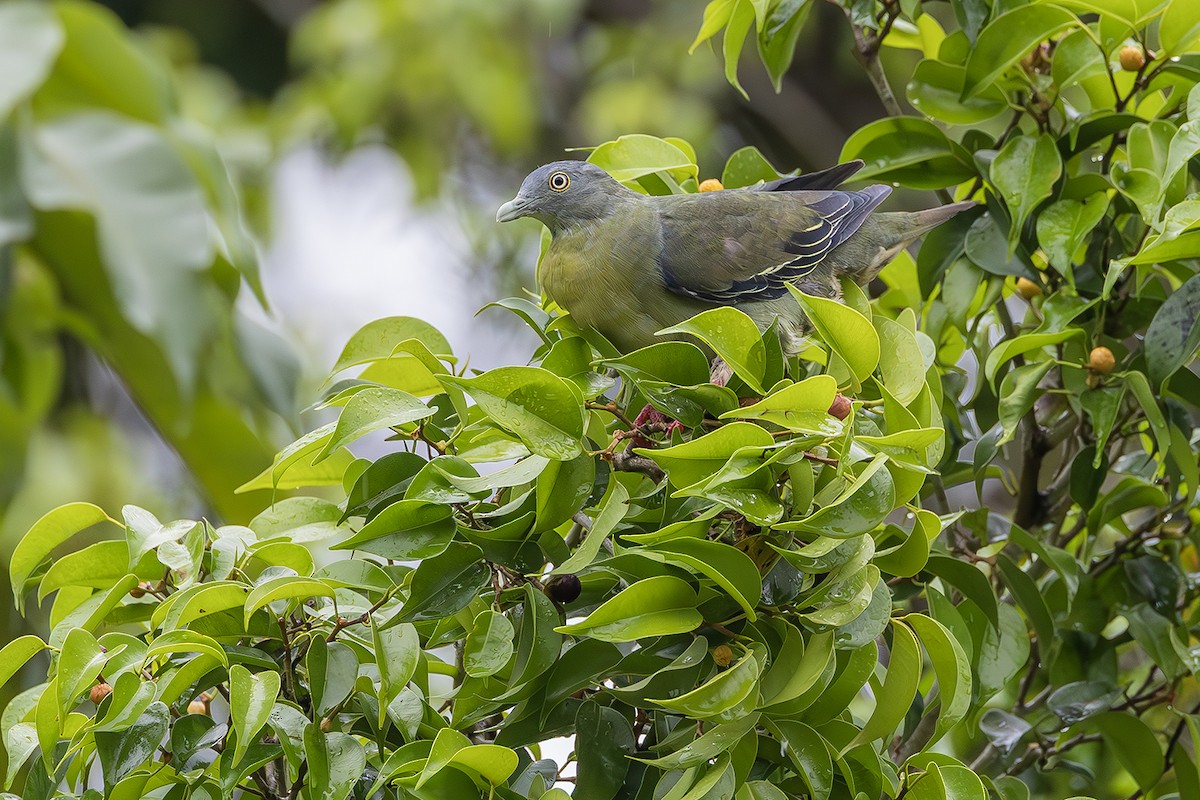 Little Green-Pigeon - ML641004488
