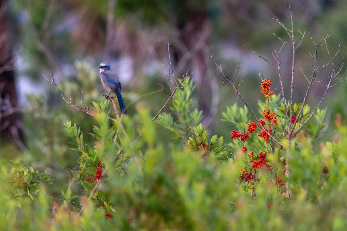 Florida Scrub-Jay - ML641004492
