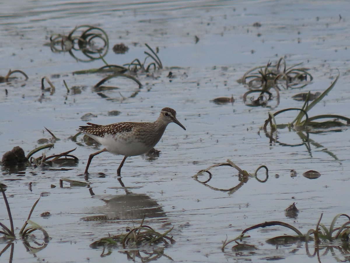 Wood Sandpiper - ML641004495