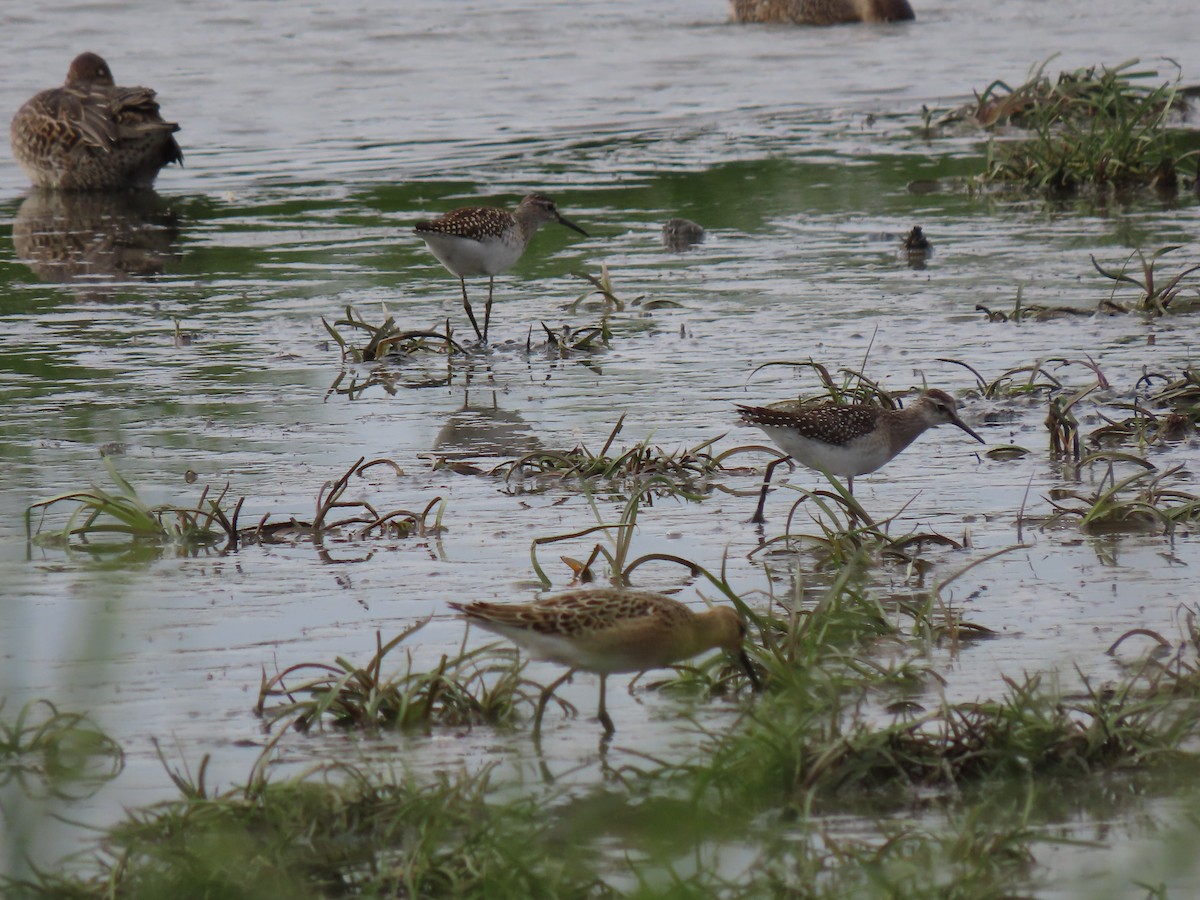 Wood Sandpiper - ML641004498