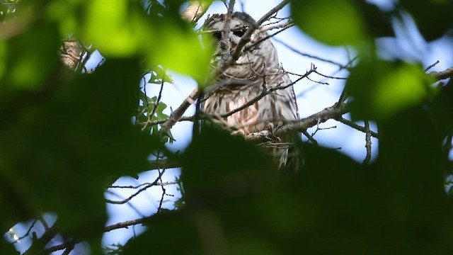 Barred Owl - ML641004506