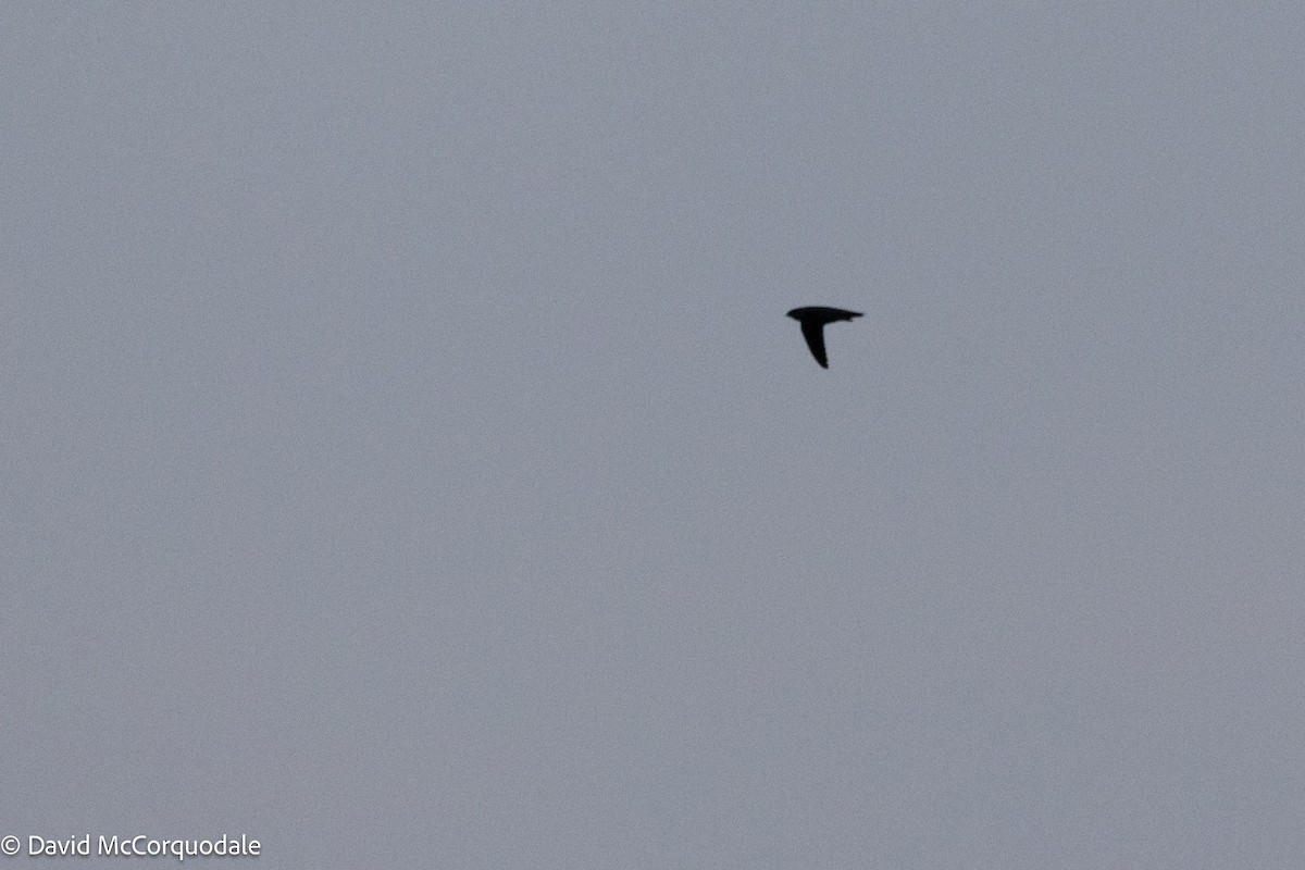 Chimney Swift - ML641004510