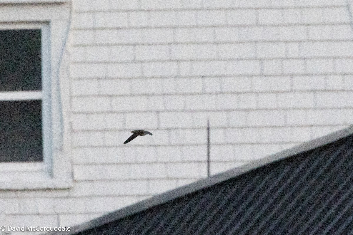 Chimney Swift - ML641004517