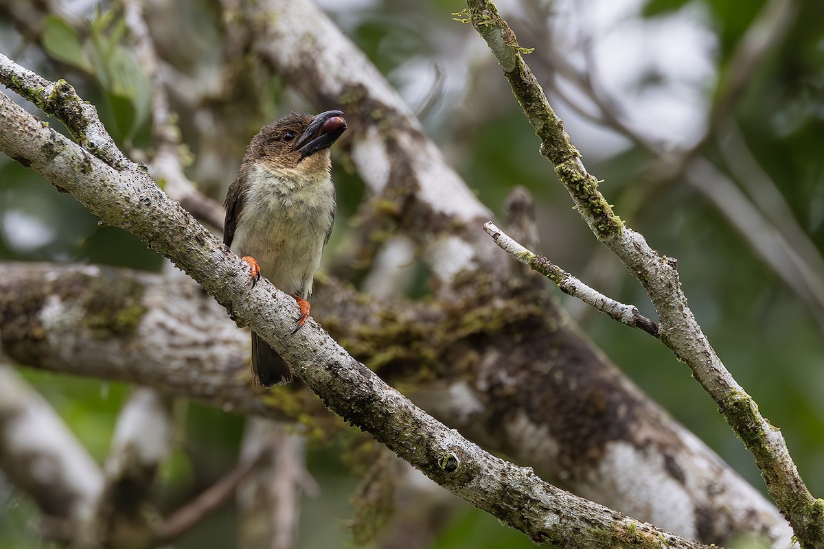Sooty Barbet - ML641004518