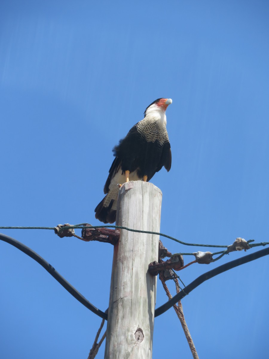 Crested Caracara - ML641004537