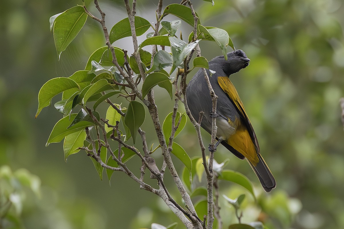 Gray-bellied Bulbul - ML641004554