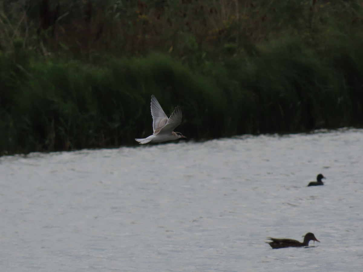 Common Tern - ML641004578