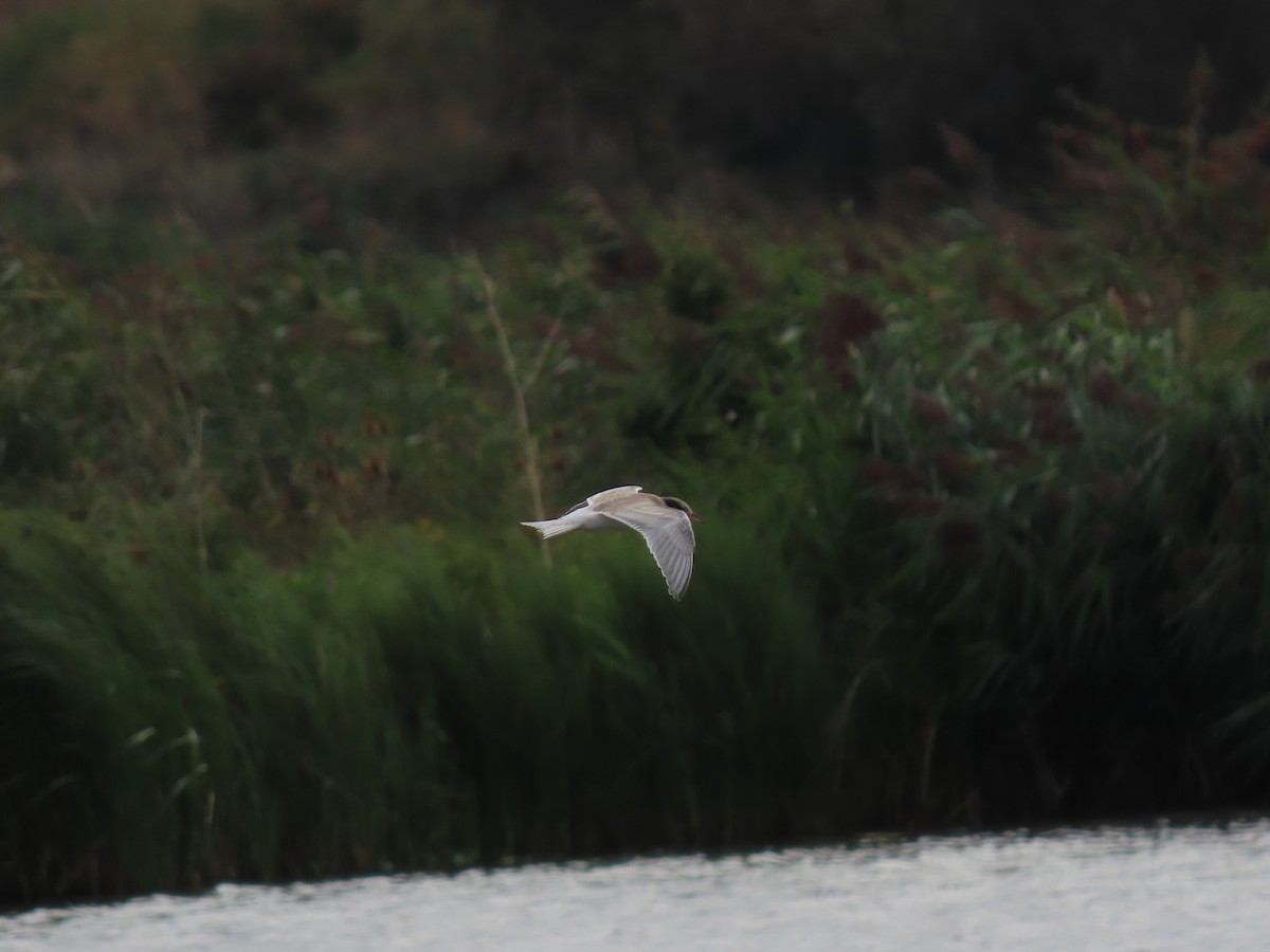 Common Tern - ML641004579