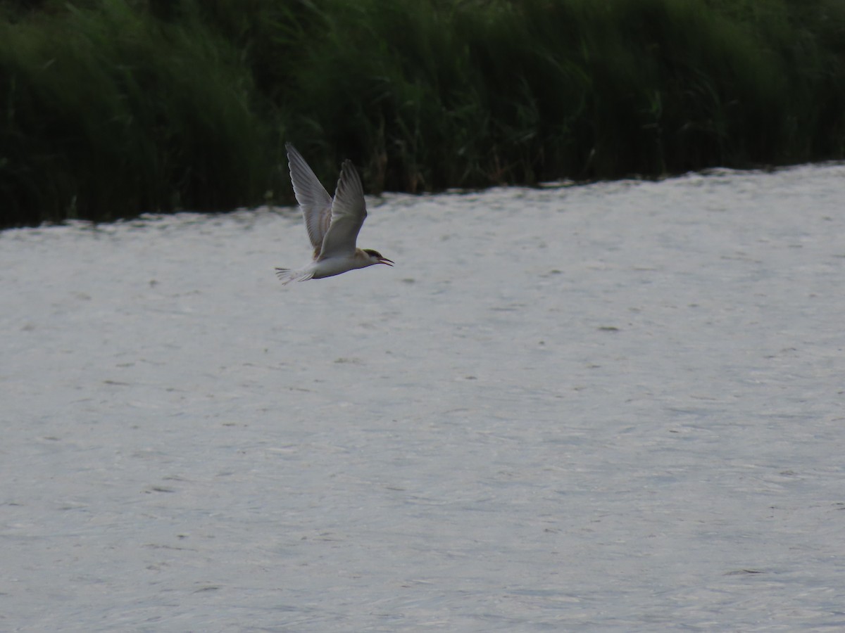 Common Tern - ML641004580